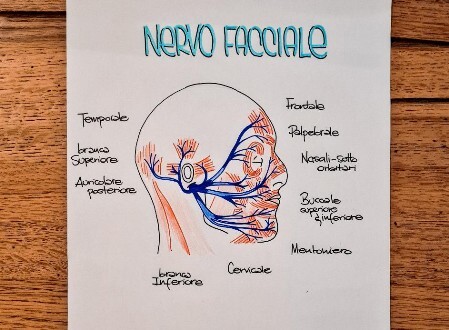 Nervo Facciale